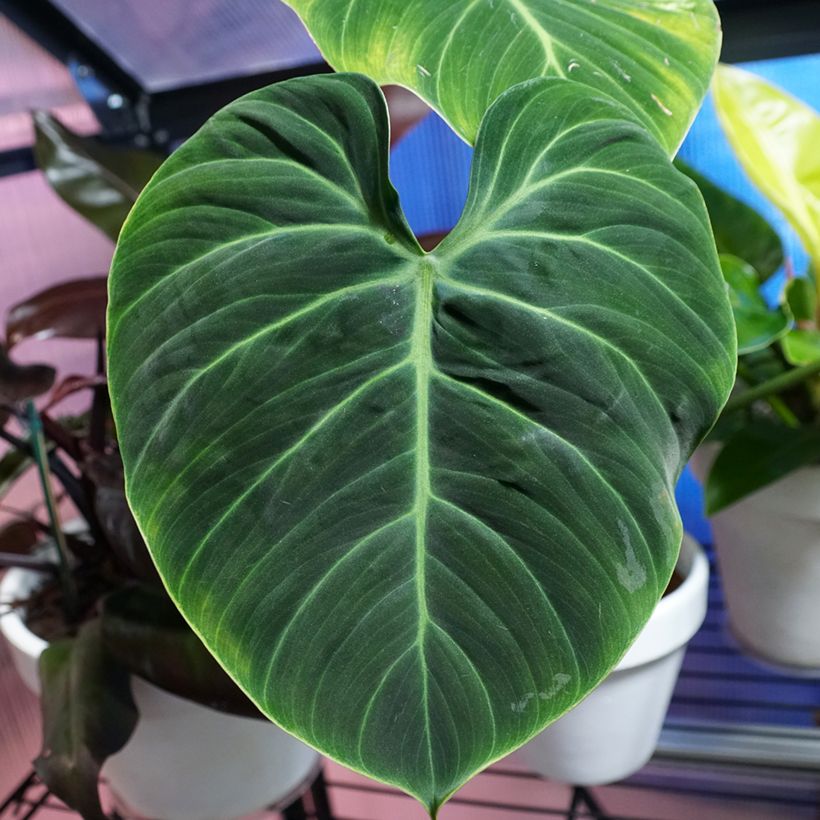 Philodendron El Choco Red - Filodendro (Follaje)