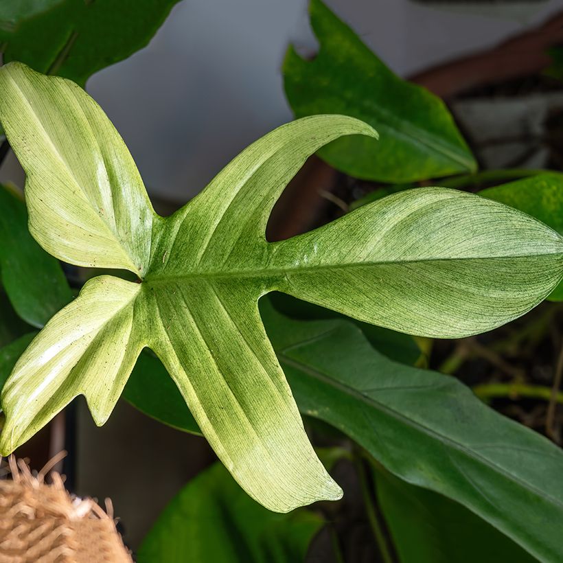 Philodendron Florida Ghost - Filodendro (Follaje)