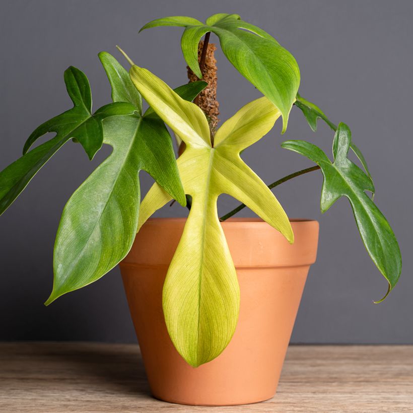 Philodendron Florida Ghost - Filodendro (Porte)
