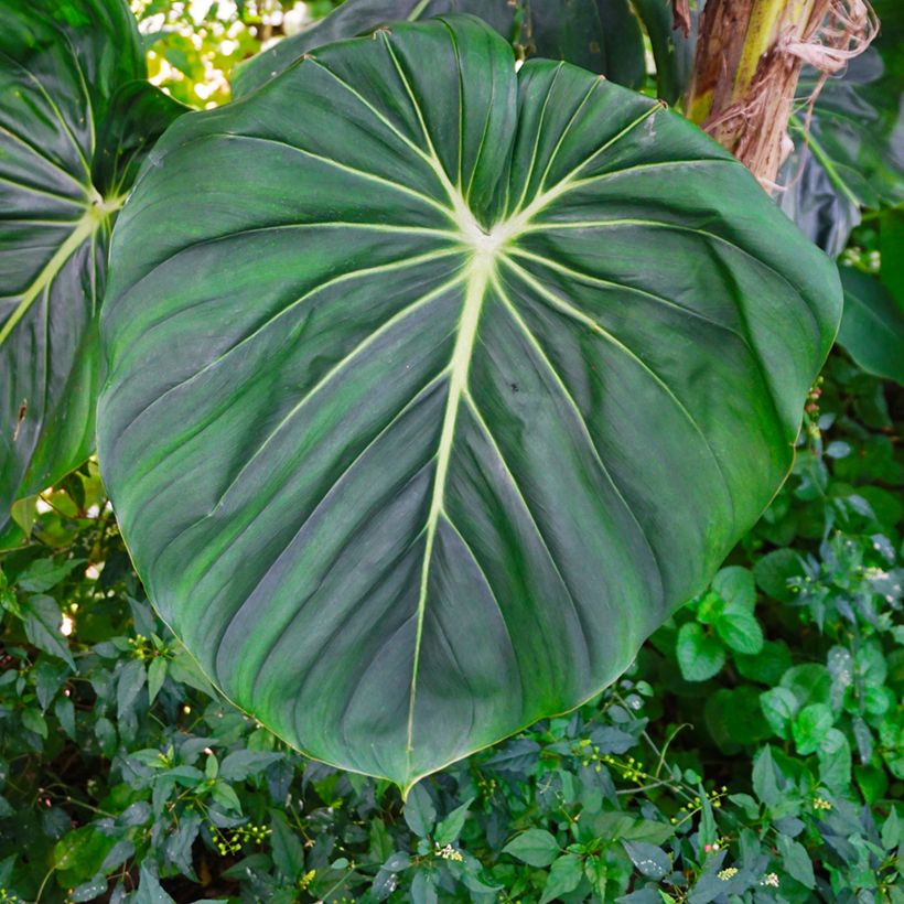 Philodendron gloriosum - Filodendro (Follaje)