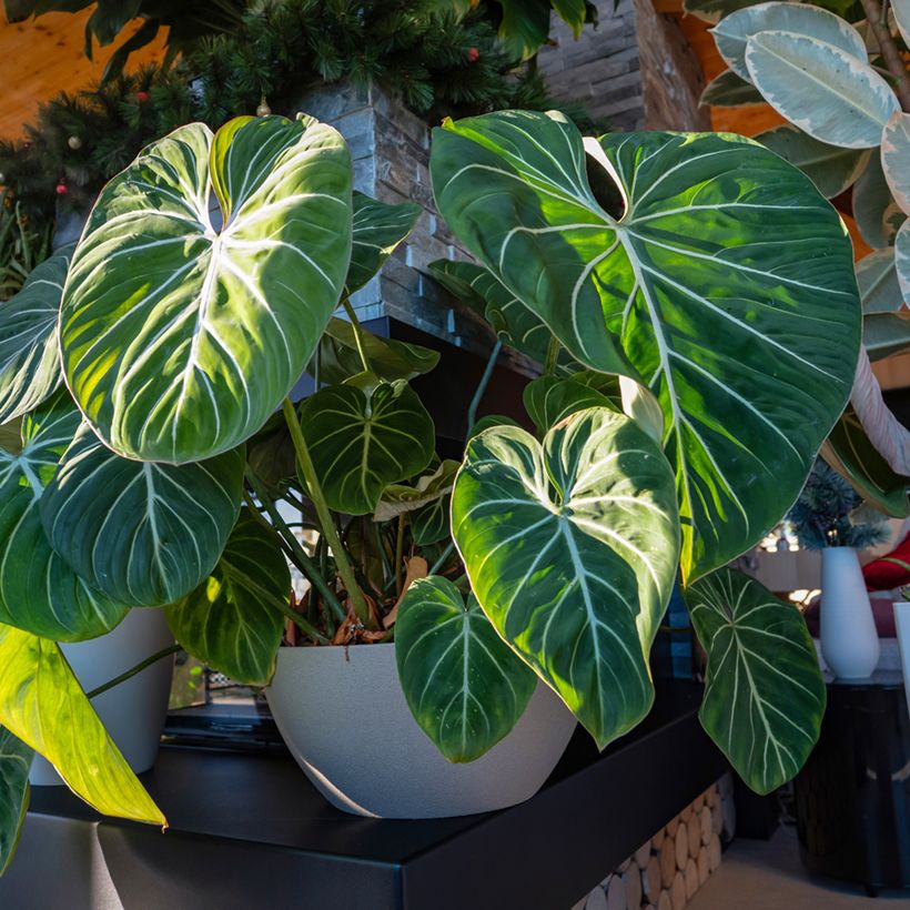 Philodendron gloriosum - Filodendro (Porte)