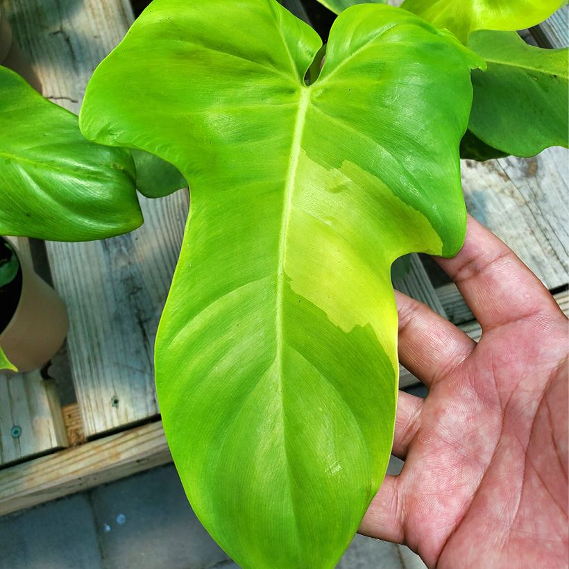 Philodendron Golden Violin - Filodendro (Follaje)
