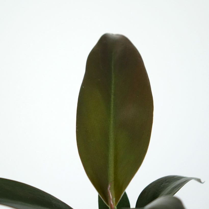 Philodendron Imperial Red - Filodendro (Follaje)