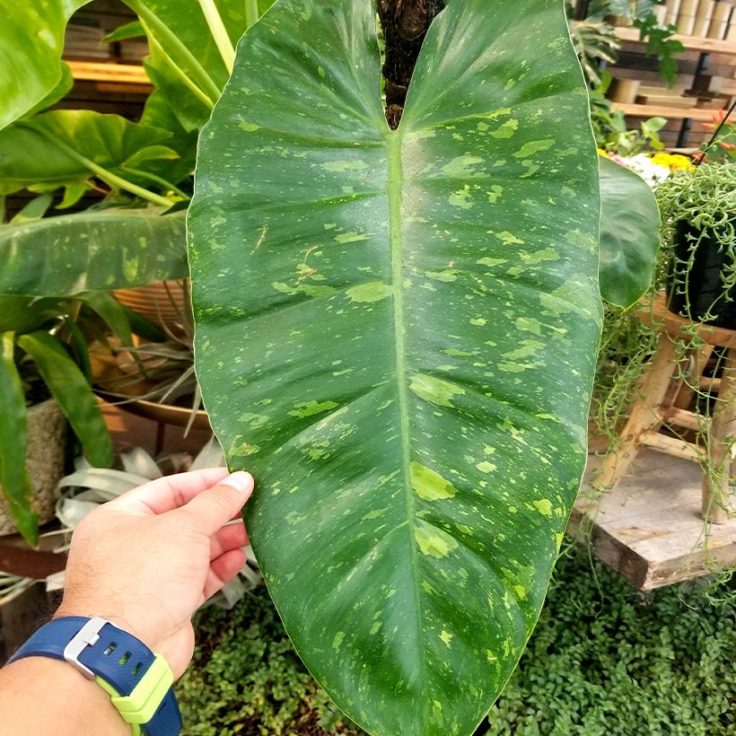 Philodendron Jose Buono - Filodendro (Follaje)