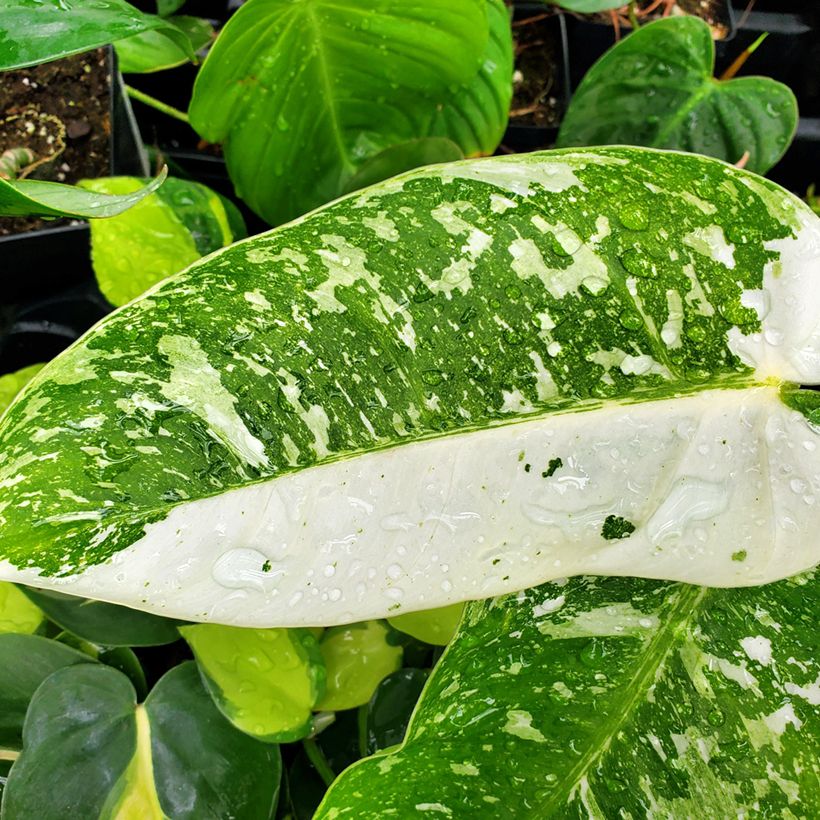 Philodendron Jose Buono - Filodendro (Follaje)