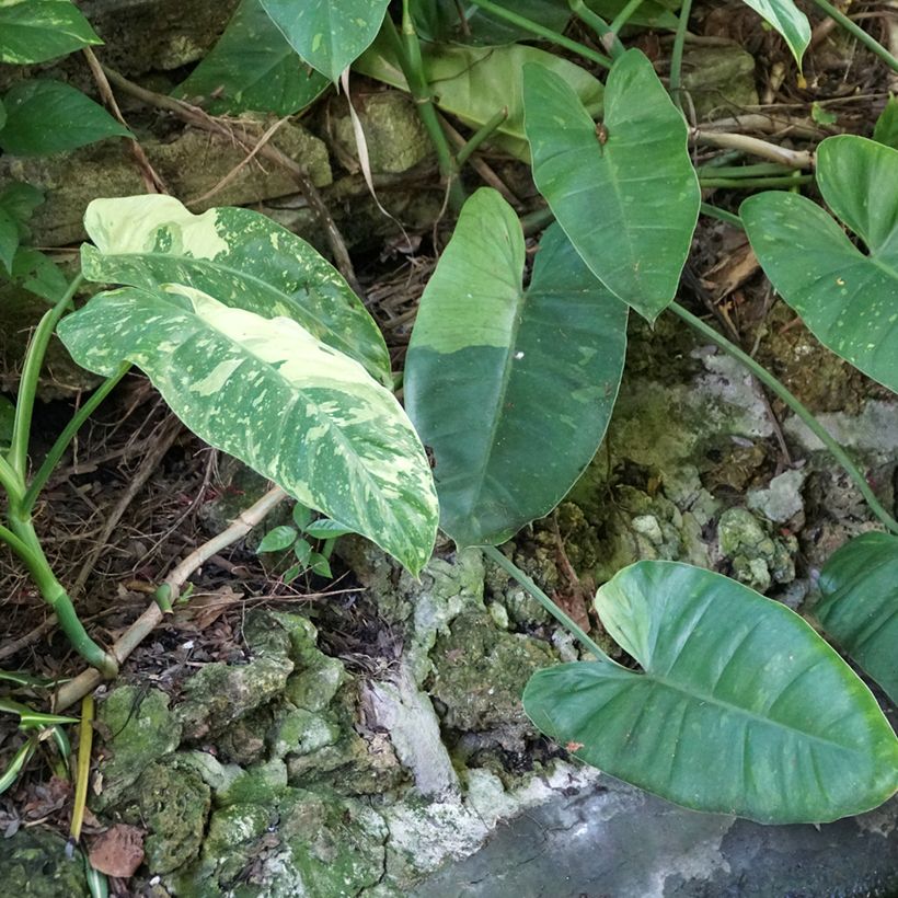 Philodendron Jose Buono - Filodendro (Porte)