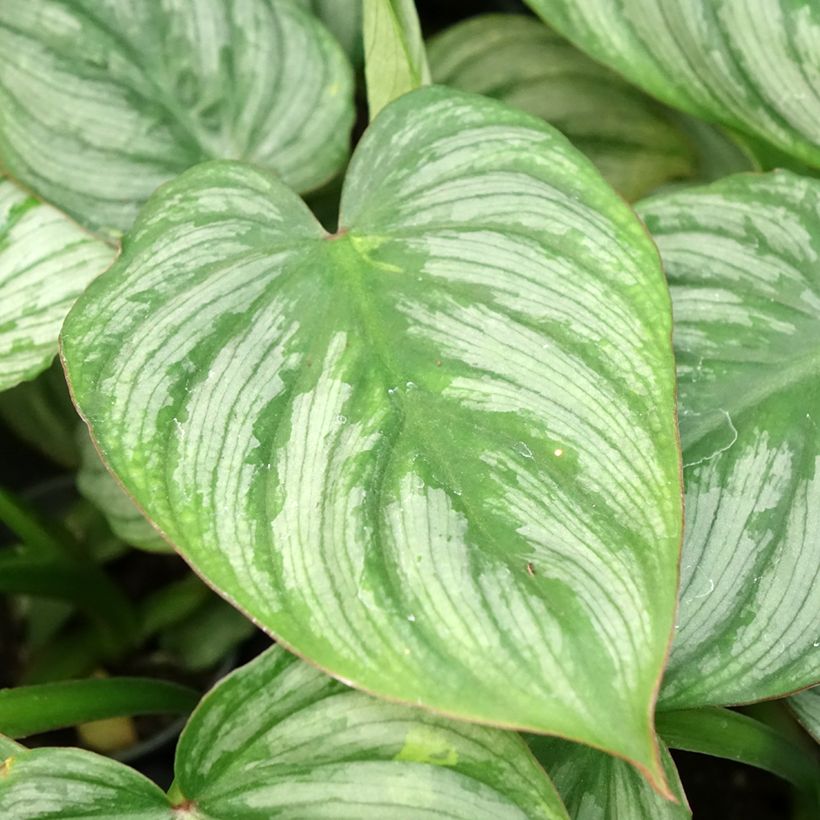 Philodendron McDowell - Filodendro (Follaje)