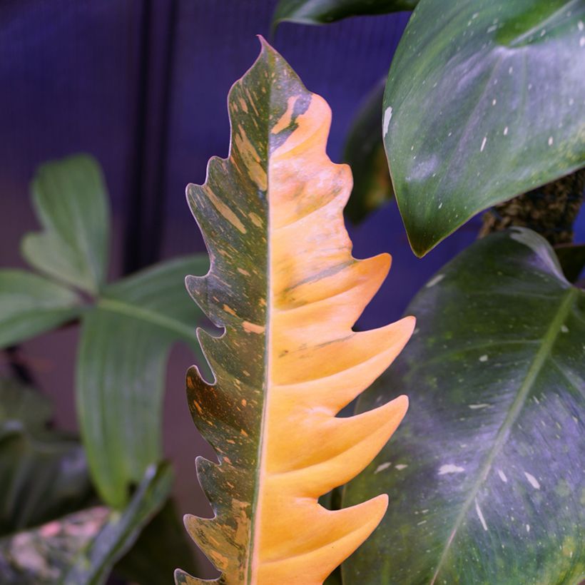 Philodendron Narrow Ring of Fire - Filodendro (Follaje)
