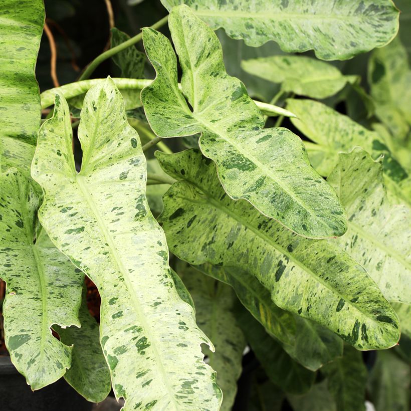 Philodendron Paraiso Verde - Filodendro (Follaje)