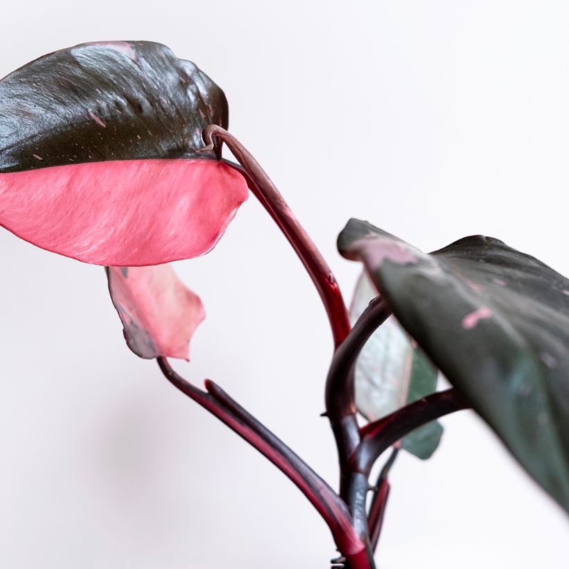 Philodendron Pink Marble - Filodendro (Follaje)