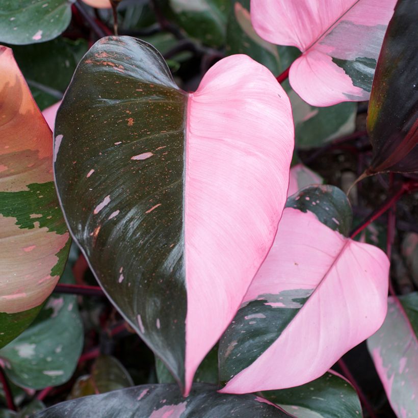 Philodendron Pink Princess - Filodendro (Follaje)