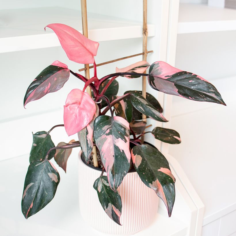 Philodendron Pink Princess - Filodendro (Porte)
