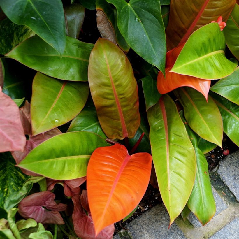 Philodendron Prince of Orange - Filodendro (Porte)