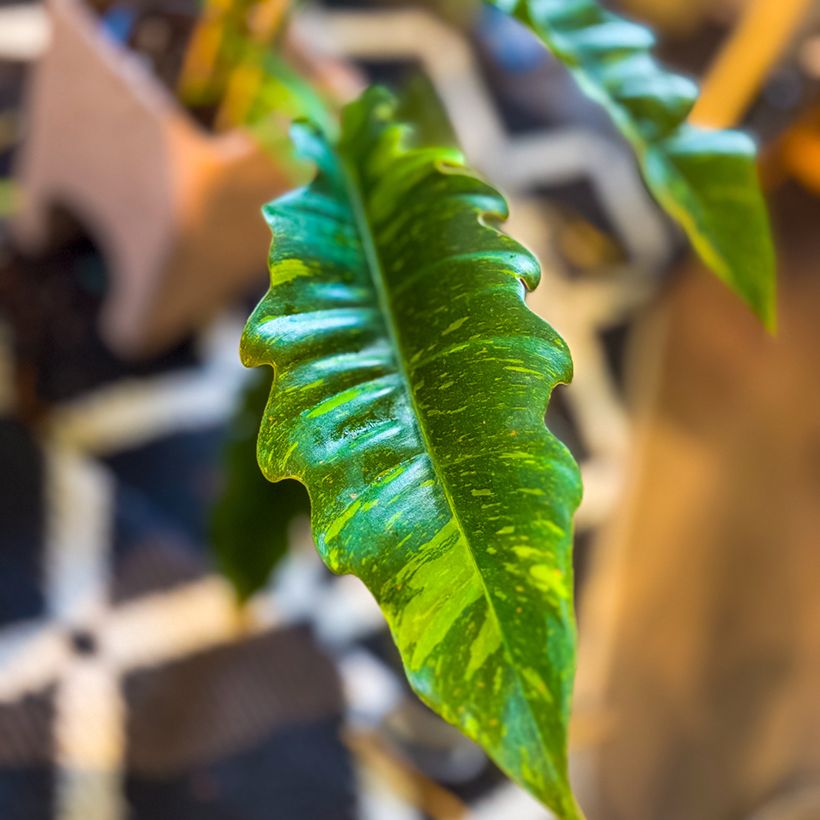 Philodendron Ring of Fire - Filodendro (Follaje)
