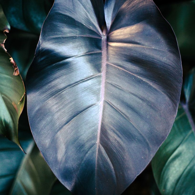 Philodendron Royal Queen - Filodendro (Follaje)