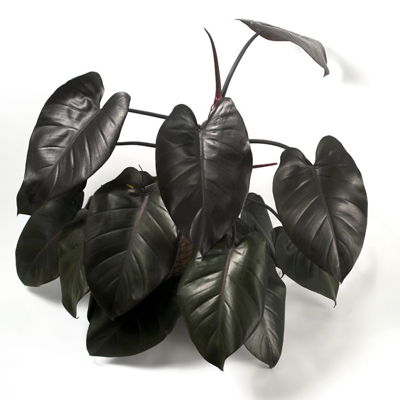 Philodendron Royal Queen - Filodendro (Porte)