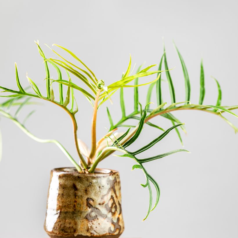 Philodendron tortum - Filodendro (Porte)