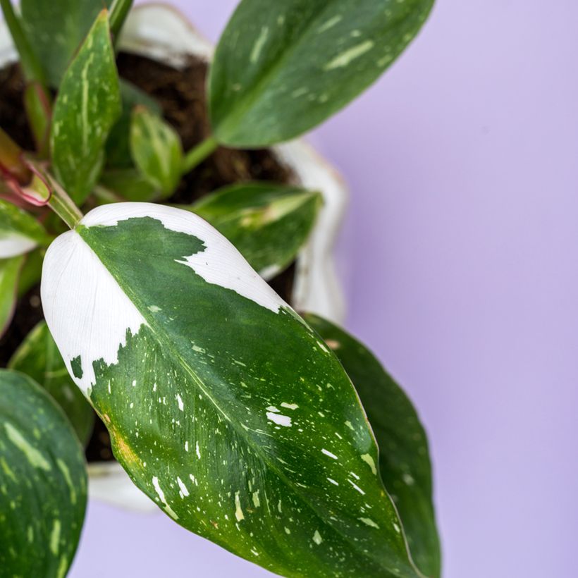 Philodendron White Wizard - Filodendro (Follaje)