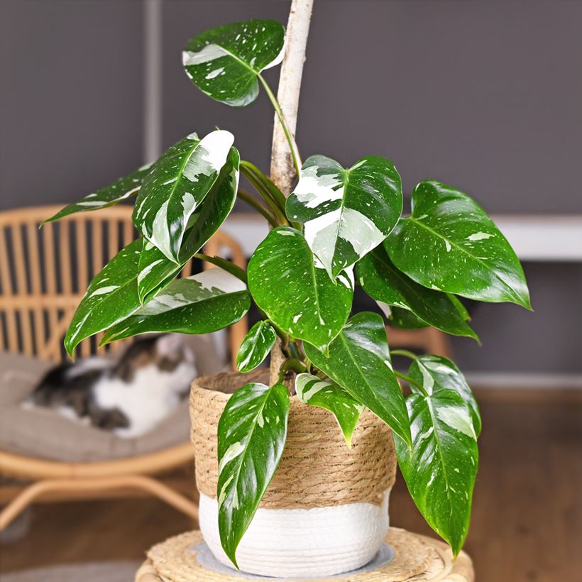 Philodendron White Princess - Filodendro (Porte)
