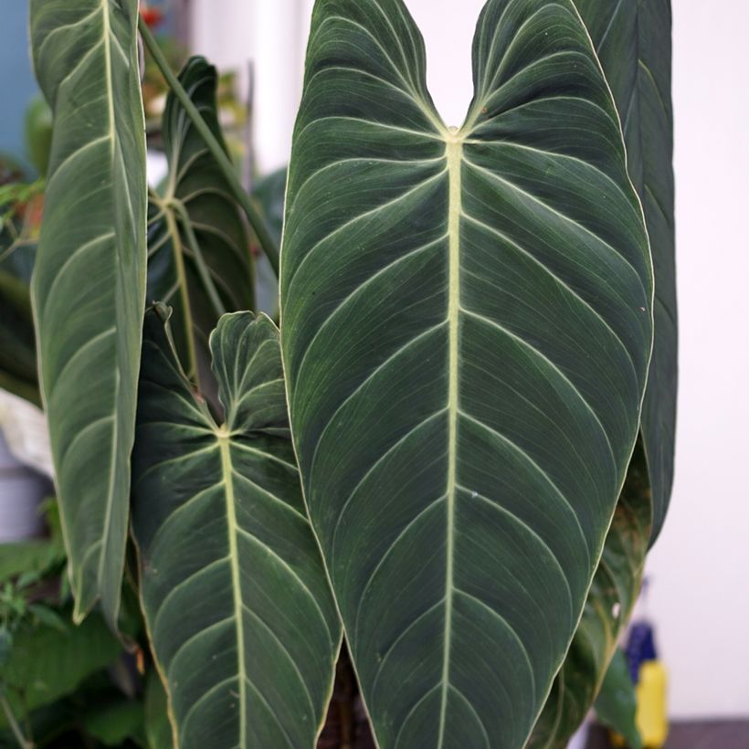 Philodendron melanochrysum - Filodendro (Follaje)