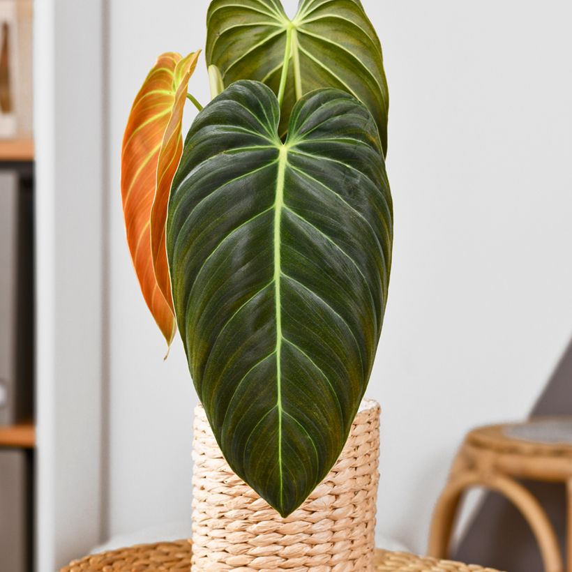 Philodendron melanochrysum - Filodendro (Porte)