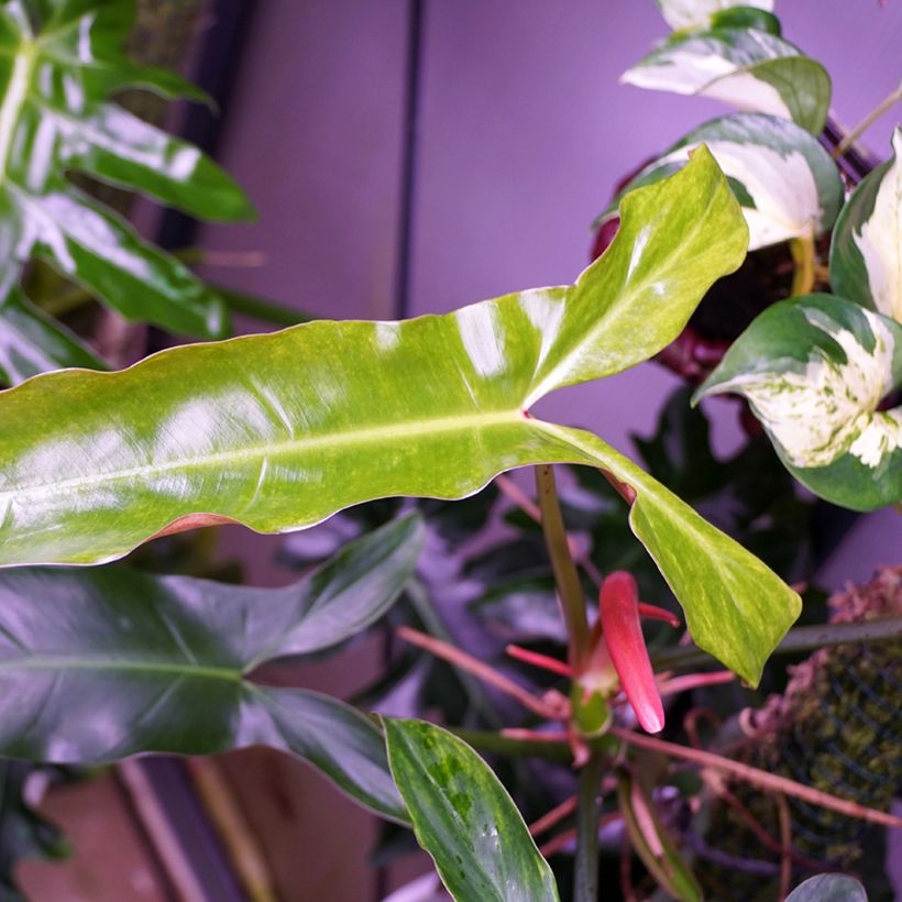 Philodendron mexicanum - Filodendro (Follaje)