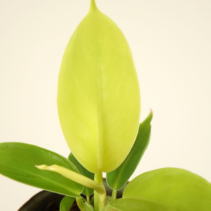 Philodendron Moonlight - Filodendro (Follaje)
