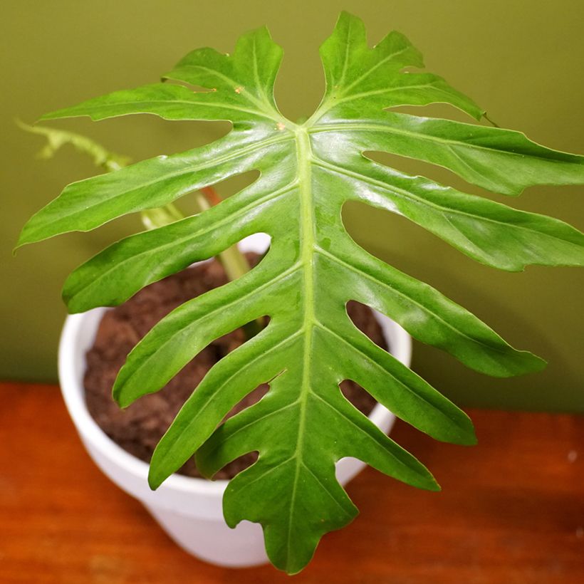 Philodendron radiatum - Filodendro (Follaje)