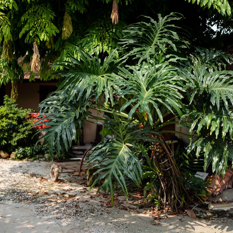 Philodendron radiatum - Filodendro (Porte)