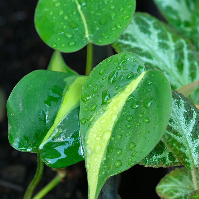 Philodendron scandens Brasil - Filodendro (Follaje)