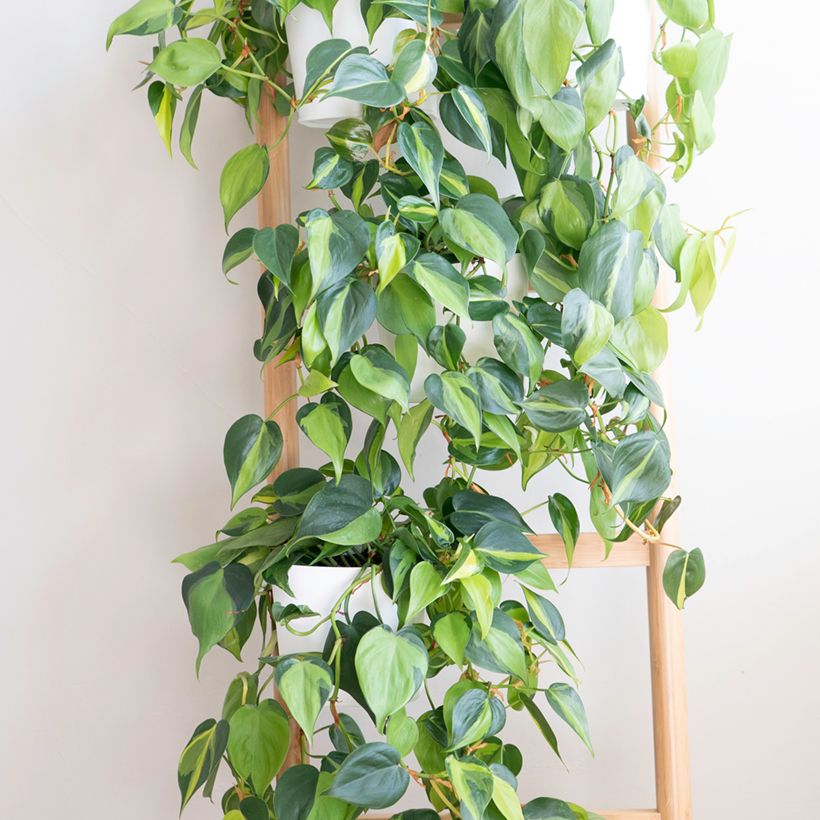 Philodendron scandens Brasil - Filodendro (Porte)