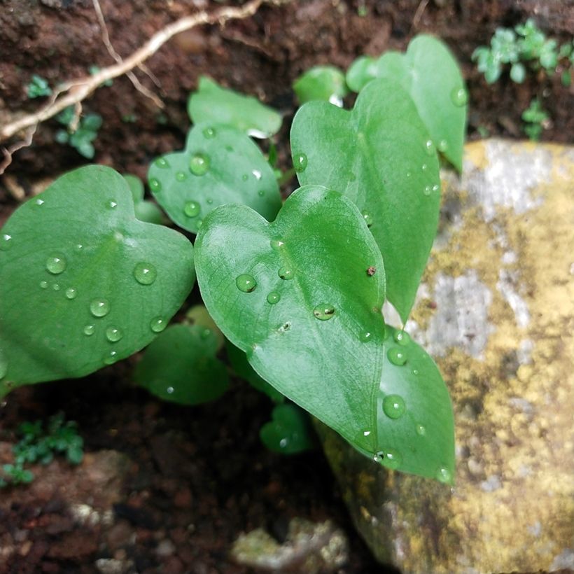 Philodendron scandens - Filodendro (Follaje)