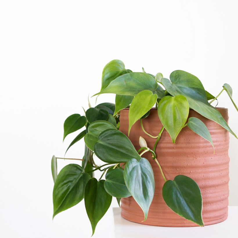 Philodendron scandens - Filodendro (Porte)