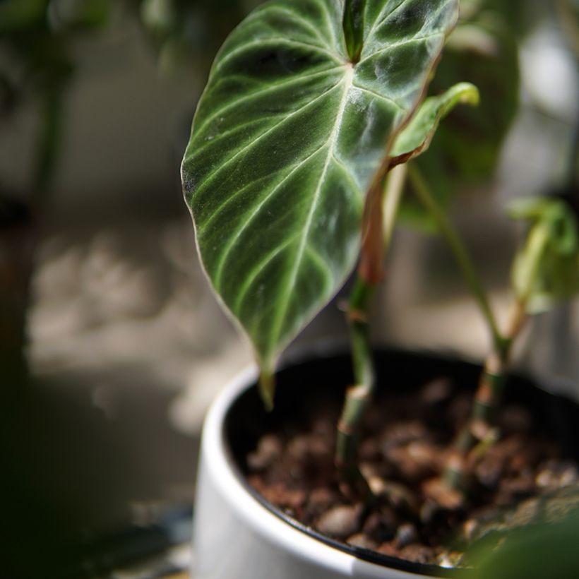 Philodendron verrucosum - Filodendro (Follaje)