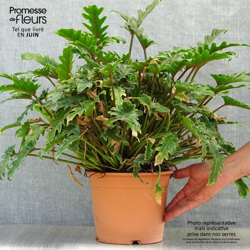 Ejemplar de Philodendron xanadu Maceta 3L/4L entregado en verano