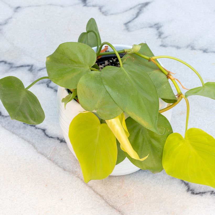 Philodendron Neon (Porte)