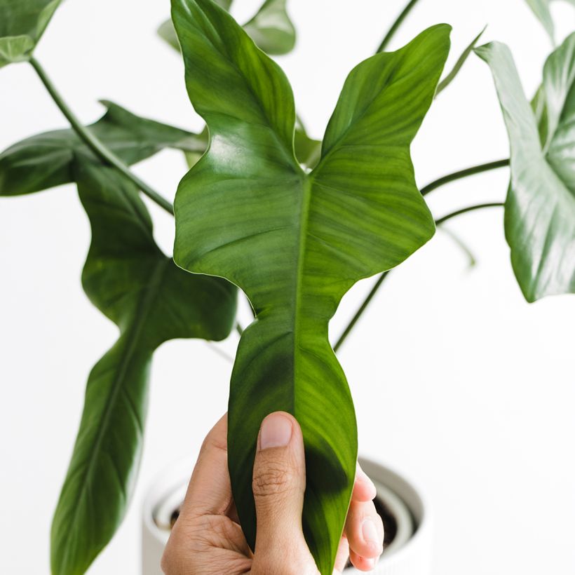 Philodendron longilobatum - Filodendro (Follaje)