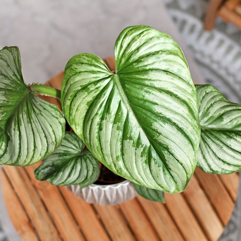 Philodendron mamei - Filodendro (Follaje)