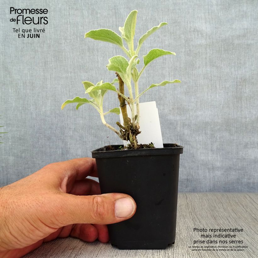 Ejemplar de Phlomis fruticosa - Salvia de Jerusalem Maceta de 8/9 cm entregado en verano