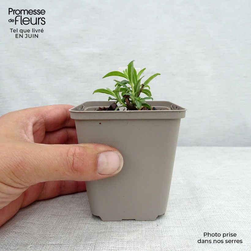 Ejemplar de Phlox paniculata Fashionably Early Flamingo Maceta de 8/9 cm entregado en verano