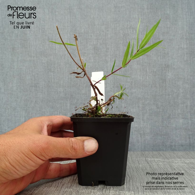 Ejemplar de Phlox divaricata Chattahoochee en godet de 9 cm entregado en verano