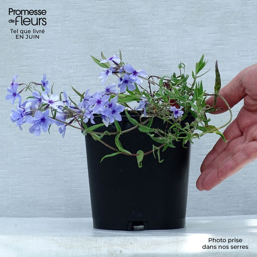 Ejemplar de Phlox divaricata Chattahoochee en pot de 2/3 litres entregado en verano
