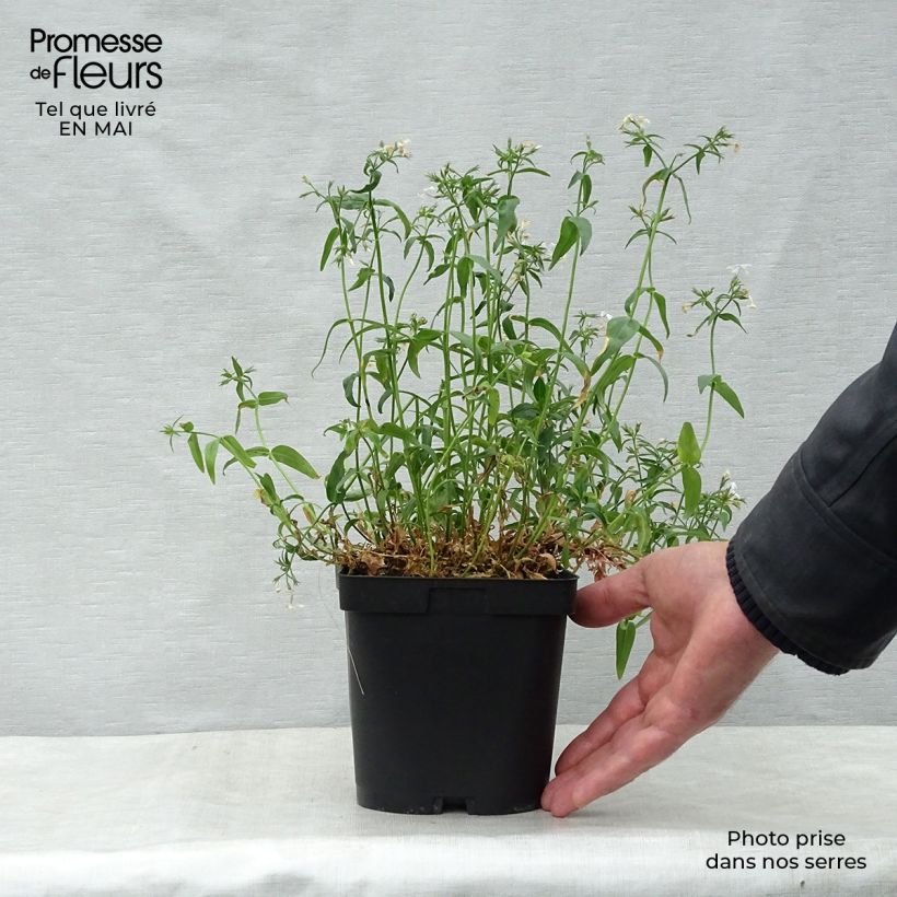 Phlox divaricata White Perfume Maceta 2L/3L Ejemplar entregado en la primavera