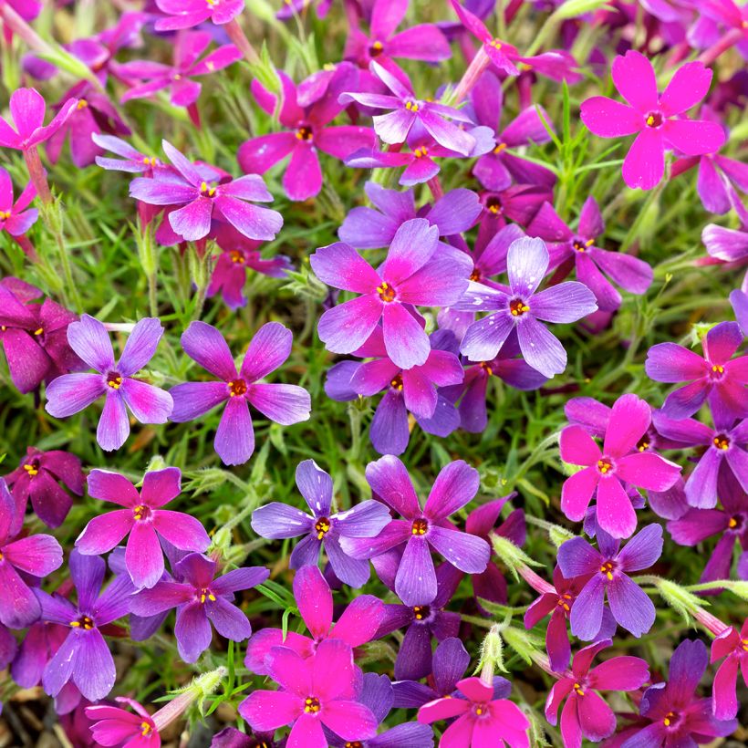Phlox douglasii Crackerjack (Floración)