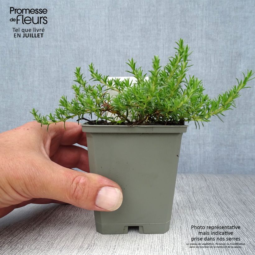 Ejemplar de Phlox douglasii Lilac Cloud Maceta de 8/9 cm entregado en verano