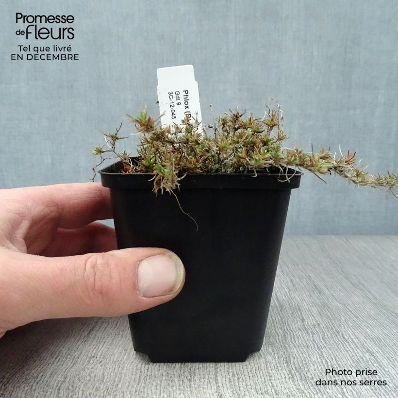 Phlox douglasii Waterloo Maceta de 8/9 cm Ejemplar entregado en invierno