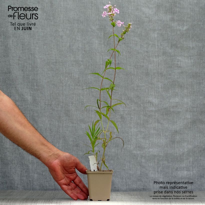 Ejemplar de Phlox maculata Natasha Maceta de 8/9 cm entregado en verano