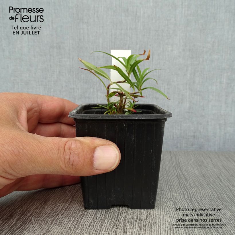 Ejemplar de Phlox maculata Omega Maceta de 8/9 cm entregado en verano