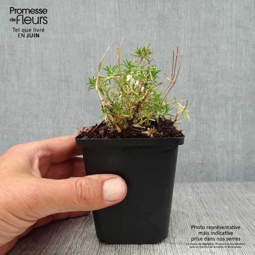 Ejemplar de Phlox subulata Candy Stripes - Flox musgoso Maceta de 8/9 cm entregado en verano