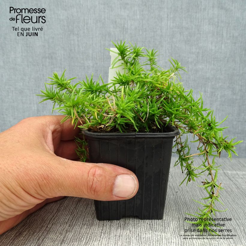 Ejemplar de Phlox subulata Moerheimii - Flox musgoso Maceta de 8/9 cm entregado en verano